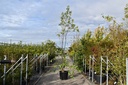 Betula nigra 'Heritage' cont. 90L 250-300 cm multi-stem