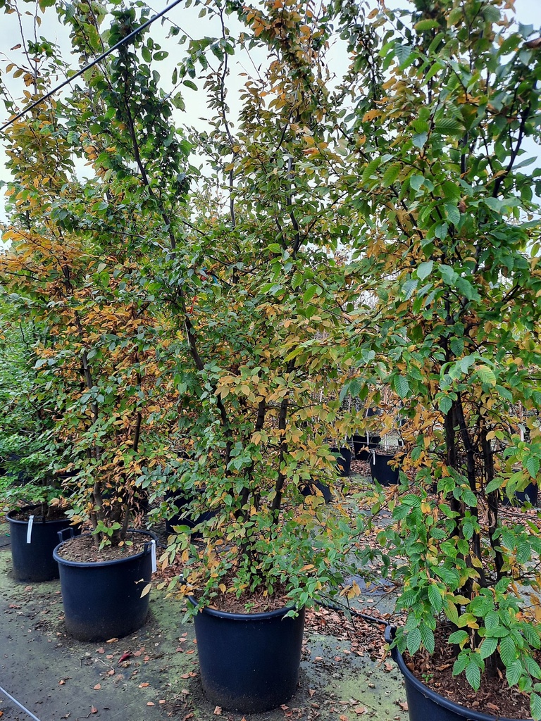 Carpinus betulus cont. 110L 300-350 cm multi-stem 2 X verplant