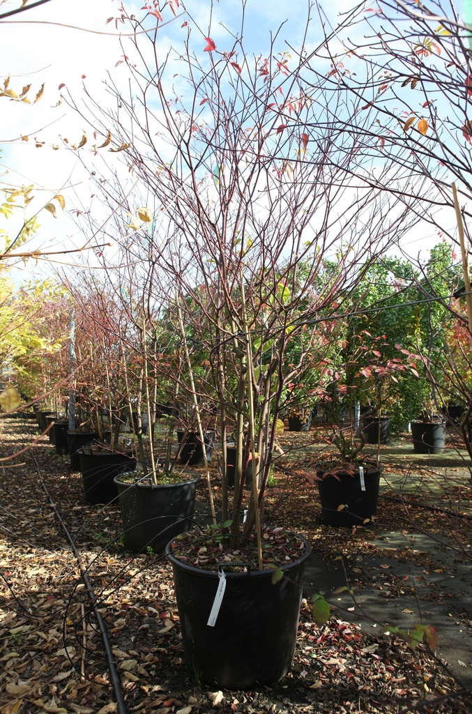 [P] Cornus alternifolia cont. 90L 200/+ cm multi-troncs