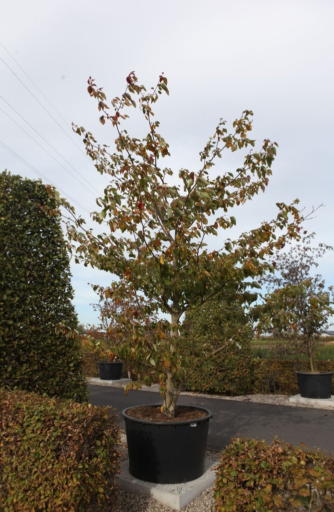 Cornus controversa cont. 285L 300-350 cm Multistamm 200 cm breit