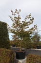 Cornus controversa cont. 285L 300-350 cm multi-stem 200 cm wide