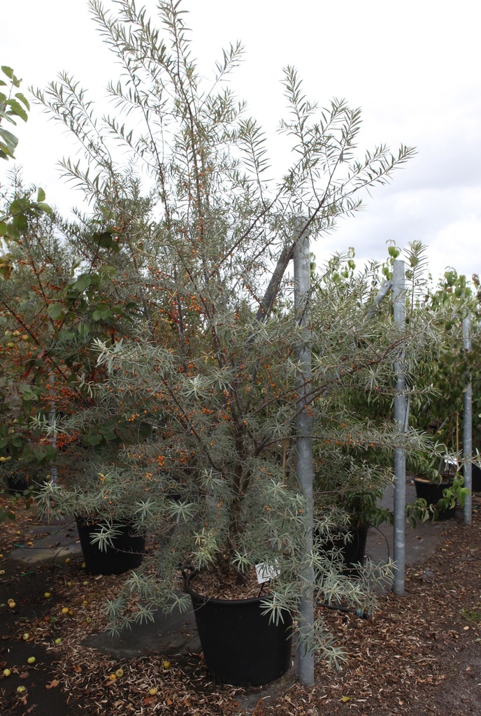 [P] Hippophae rhamnoides cont. 90L 250/+ cm Multistamm