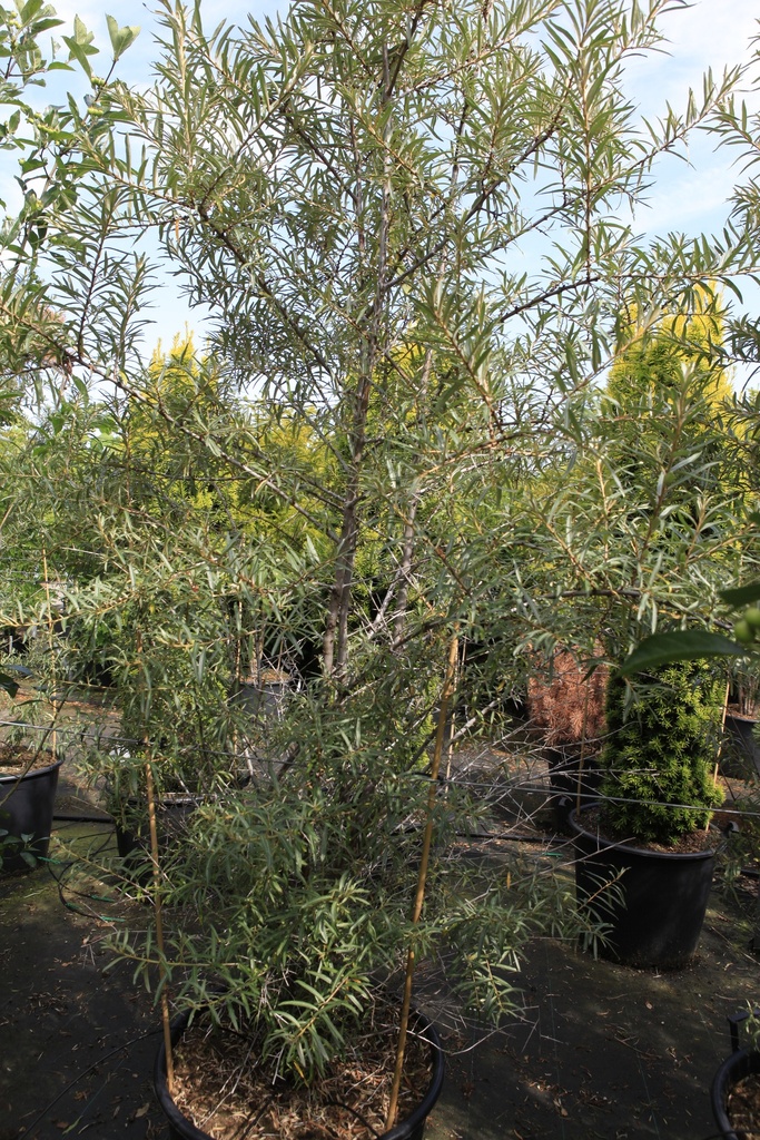 Hippophae rhamnoides cont. 90L 250/+ cm multistam
