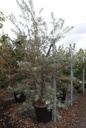 Hippophae rhamnoides cont. 90L 250/+ cm multi-stem