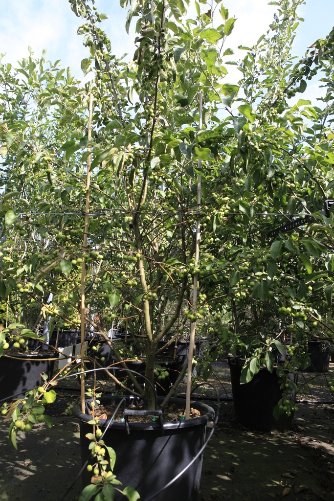 [P] Malus EVERESTE® cont. 50L 150-175 cm multi-stem
