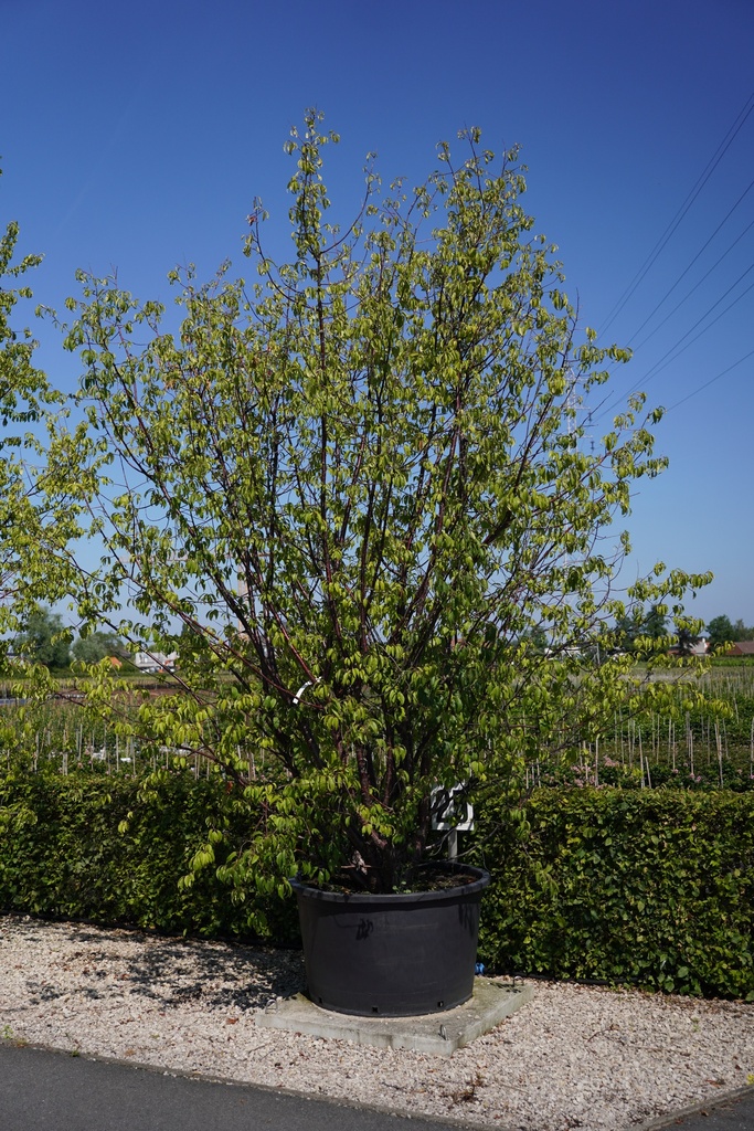 [P] Prunus serrula cont. 285L 300-350 cm multi-troncs