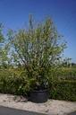 Prunus serrula cont. 285L 300-350 cm multistam