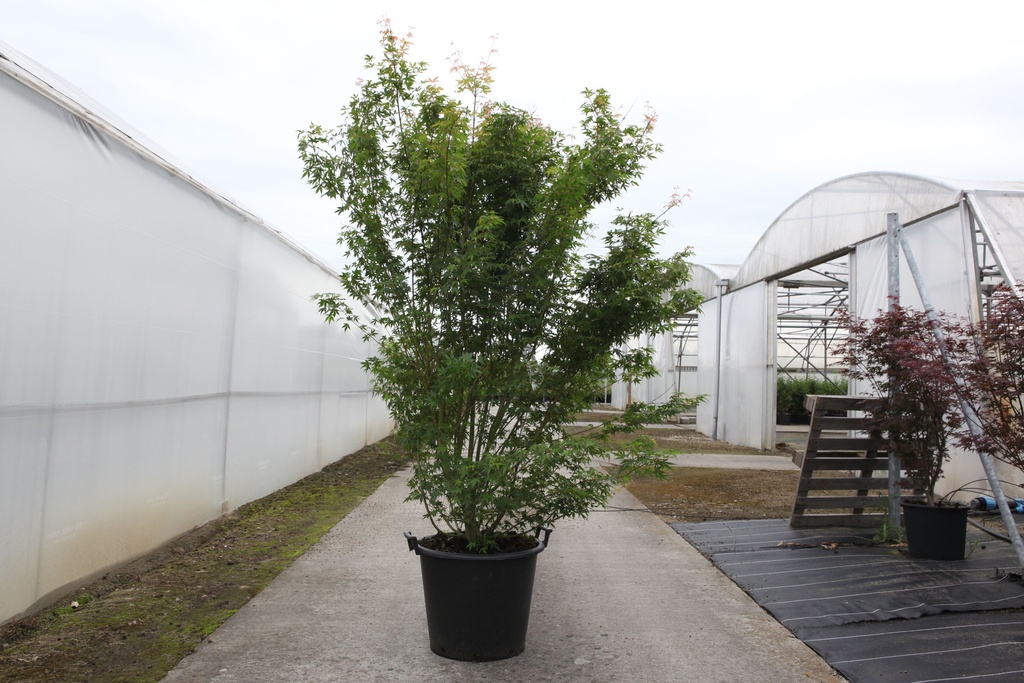 Acer palmatum cont. 50L 200-250 cm +f