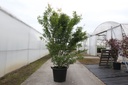 Acer palmatum cont. 50L 200-250 cm +f