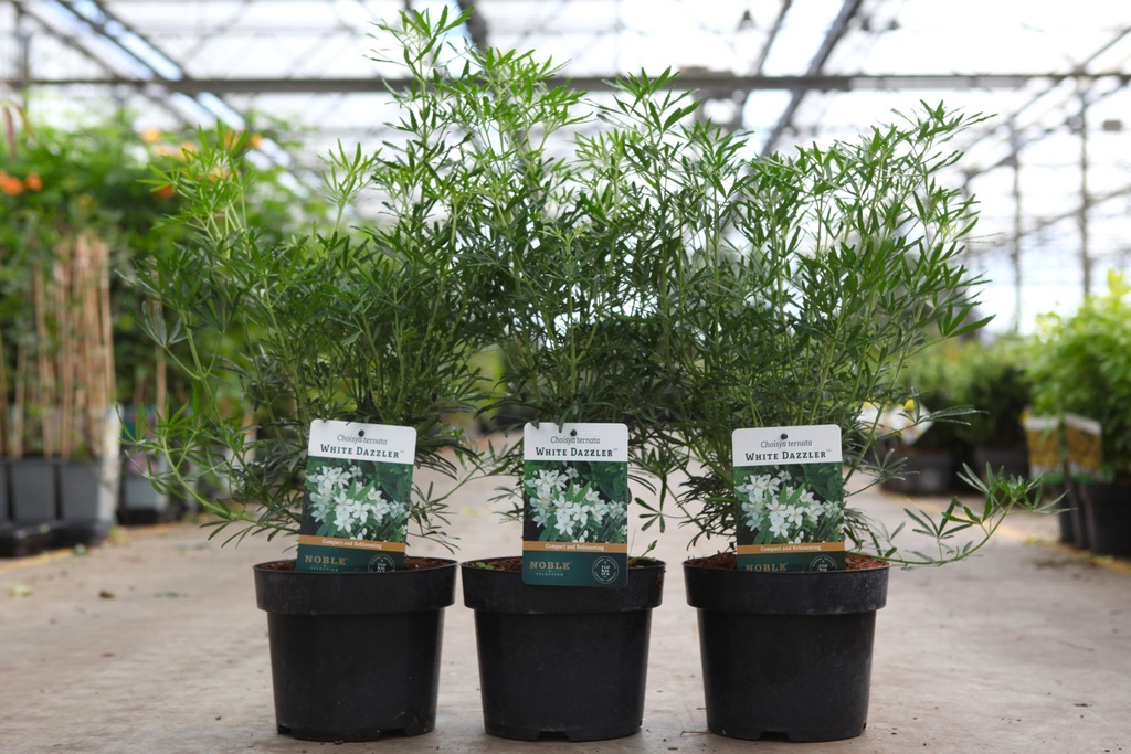 Choisya ternata WHITE DAZZLER (PBR) cont. 3L 25-30 cm +B