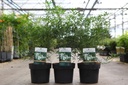 Choisya ternata WHITE DAZZLER (PBR) cont. 3L 25-30 cm +ф