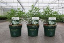Choisya ternata WHITE DAZZLER (PBR) cont. 3L 25-30 cm +ф
