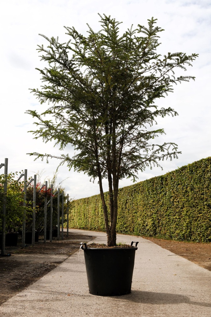 [P] Taxus baccata cont. 90L 175-200 cm Multistamm