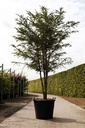 Taxus baccata cont. 90L 175-200 cm multi-stem