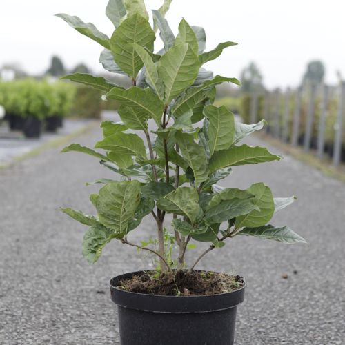 Chionanthus virginicus cont. 12L 50-60 cm +ф
