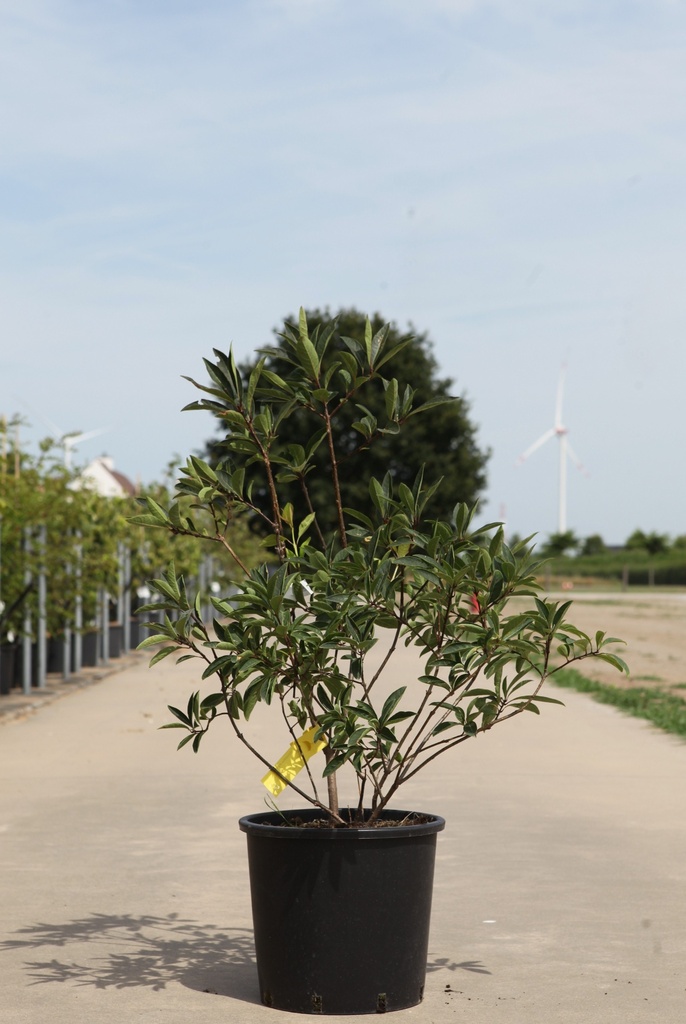 Chionanthus virginicus cont. 12L 50-60 cm +p