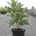 Chionanthus virginicus cont. 12L 50-60 cm +ф