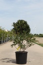 Chionanthus virginicus cont. 12L 50-60 cm +p