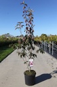 Cornus (x) 'Stellar Pink' cont. 15L 125/+ cm +p