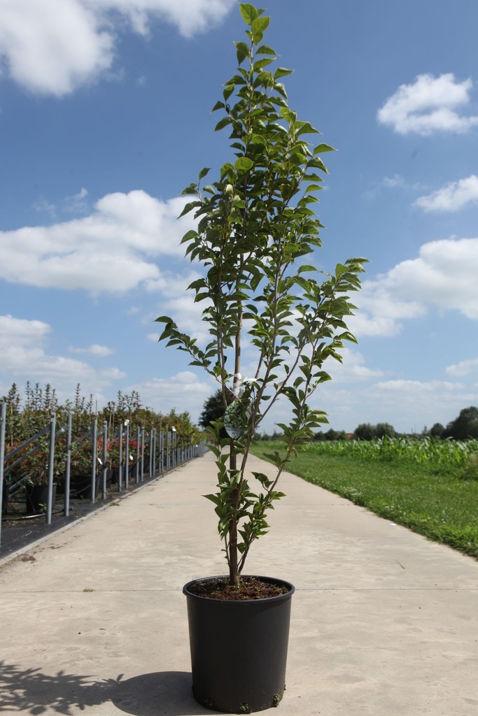 [P] Styrax japonica 'June Snow' cont. 18L 100/+ cm