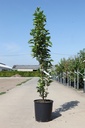 Styrax japonica 'June Snow' cont. 18L 100/+ cm