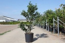 Styrax japonicus 'Snowcone' cont. 18L 100/+ cm