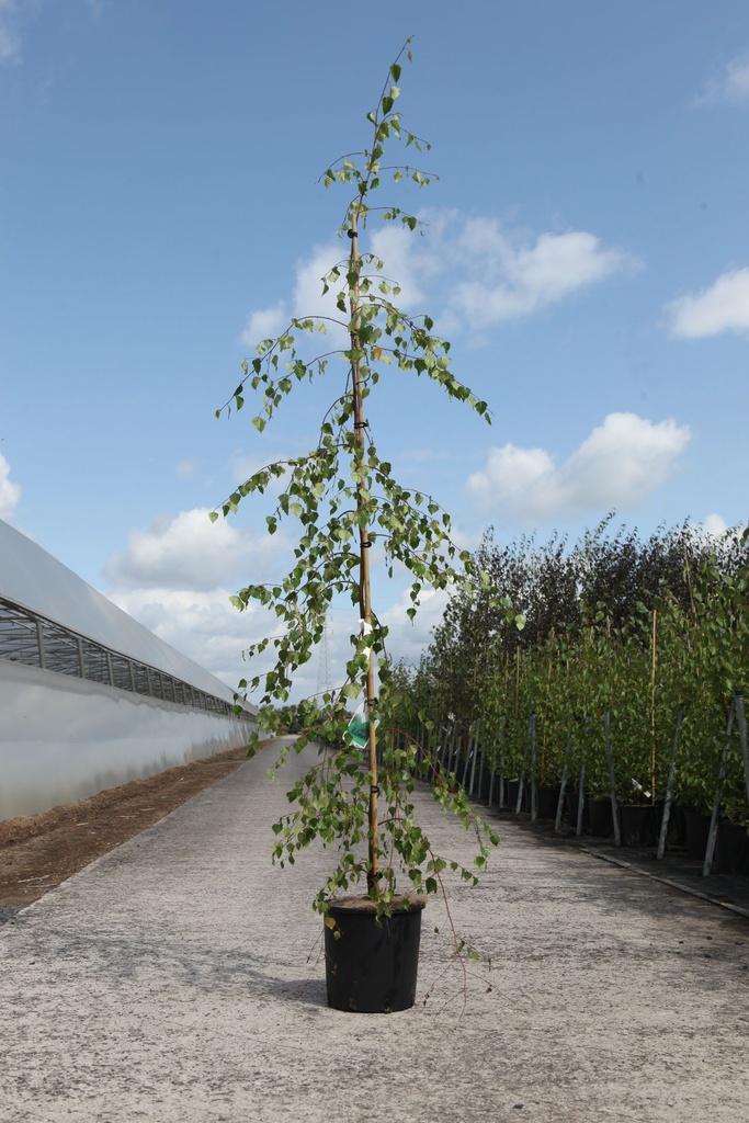 [P] Betula pendula 'Youngii' cont. 12L 175-200 cm junger Baum +B