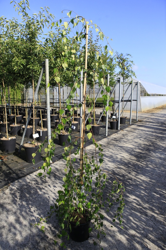 [P] Betula pendula 'Youngii' cont. 12L 175-200 cm junger Baum +B