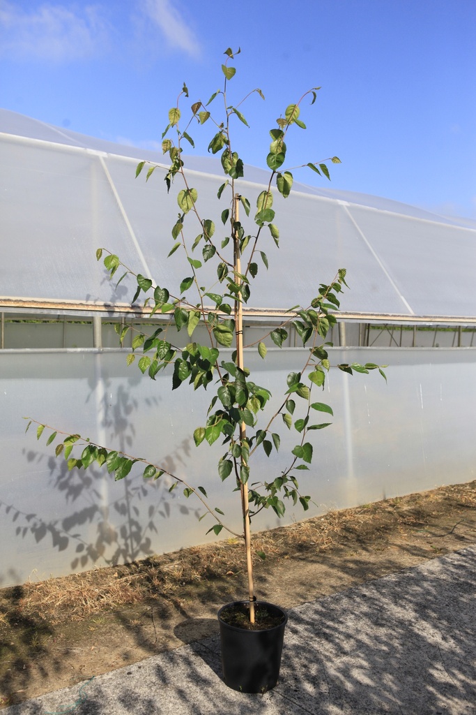 Betula utilis 'Doorenbos' cont. 18L 200-250 cm feathered