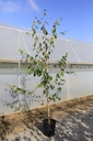 Betula utilis 'Doorenbos' cont. 18L 200-250 cm feathered