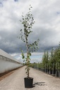 Betula utilis 'Doorenbos' cont. 18L 200-250 cm junger Baum