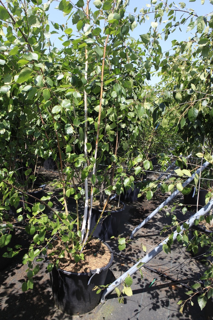 [P] Betula utilis 'Doorenbos' cont. 90L 350-375 cm multi-stem