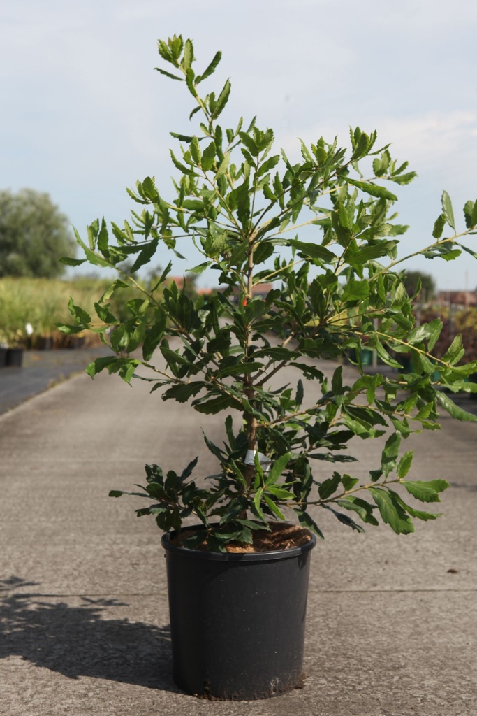 [P] Quercus turneri 'Pseudoturneri' cont. 12L 60/+ cm