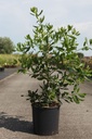 Quercus turneri 'Pseudoturneri' cont. 12L 60/+ cm