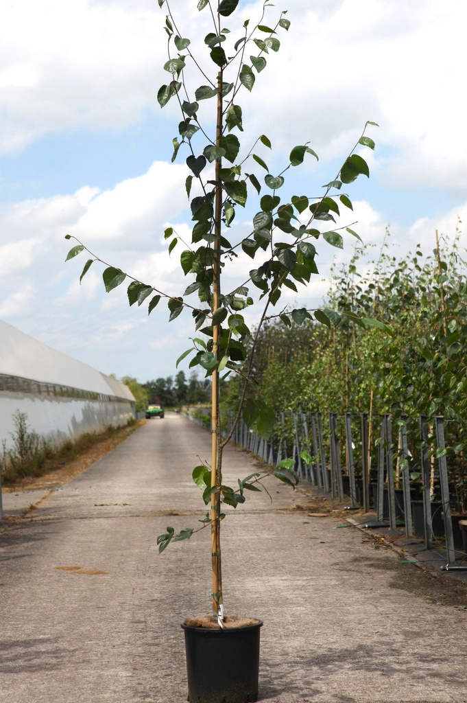 Betula utilis 'Doorenbos' cont. 12L 175-200 cm feathered