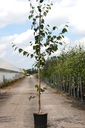 Betula utilis 'Doorenbos' cont. 12L 175-200 cm feathered