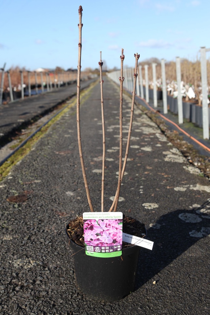 [P] Syringa vulgaris 'Andenken an Ludwig Späth' cont. 5L 60/+ cm 3-5 branches FC +p