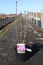 Syringa vulgaris 'Andenken an Ludwig Späth' cont. 5L 60/+ cm 3-5 branches FC +p