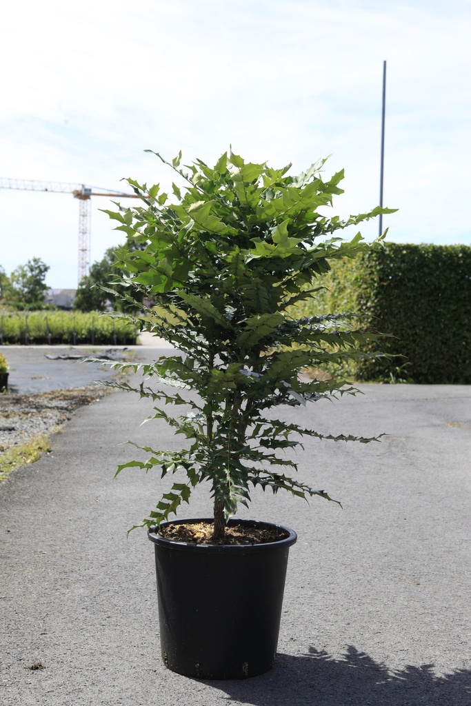 Mahonia media 'Charity' cont. 25L 80/+ cm +f