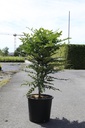Mahonia media 'Charity' cont. 25L 80/+ cm +f
