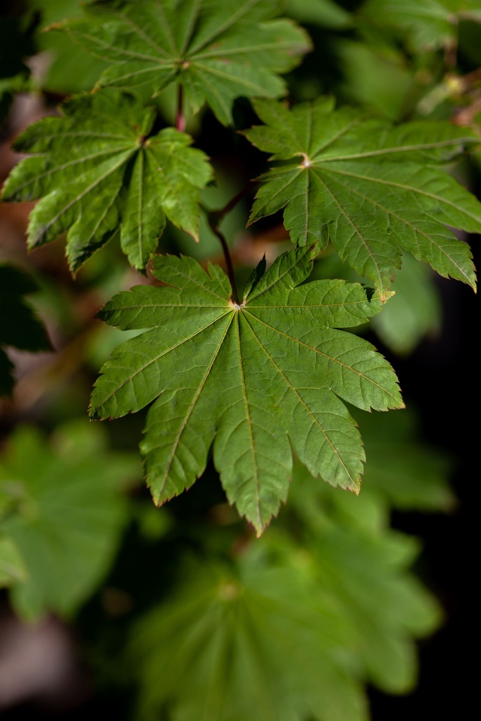 [P] Acer japonicum 'Vitifolium' cont. 25L 100/+ cm +ф