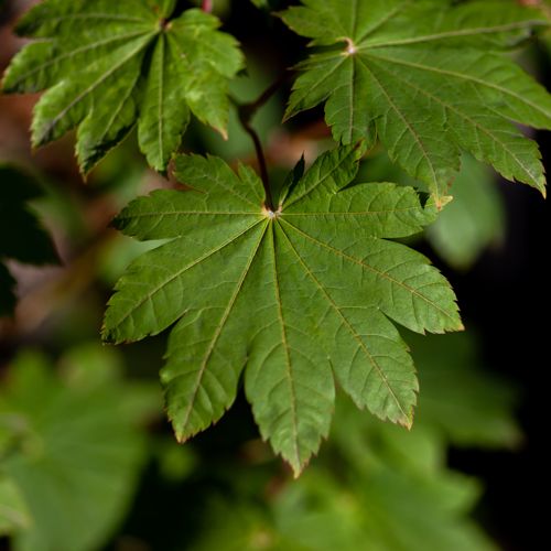 [P] Acer japonicum 'Vitifolium' cont. 25L 100/+ cm +p