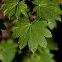 Acer japonicum 'Vitifolium' cont. 25L 125-150 cm +f