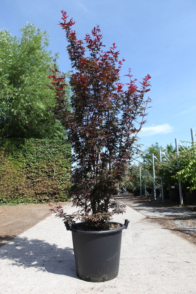 [P] Acer palmatum 'Twombly's Red Sentinel' cont. 50L 175/+ cm
