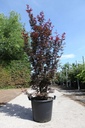 Acer palmatum 'Twombly's Red Sentinel' Kont. 50L 175/+ cm