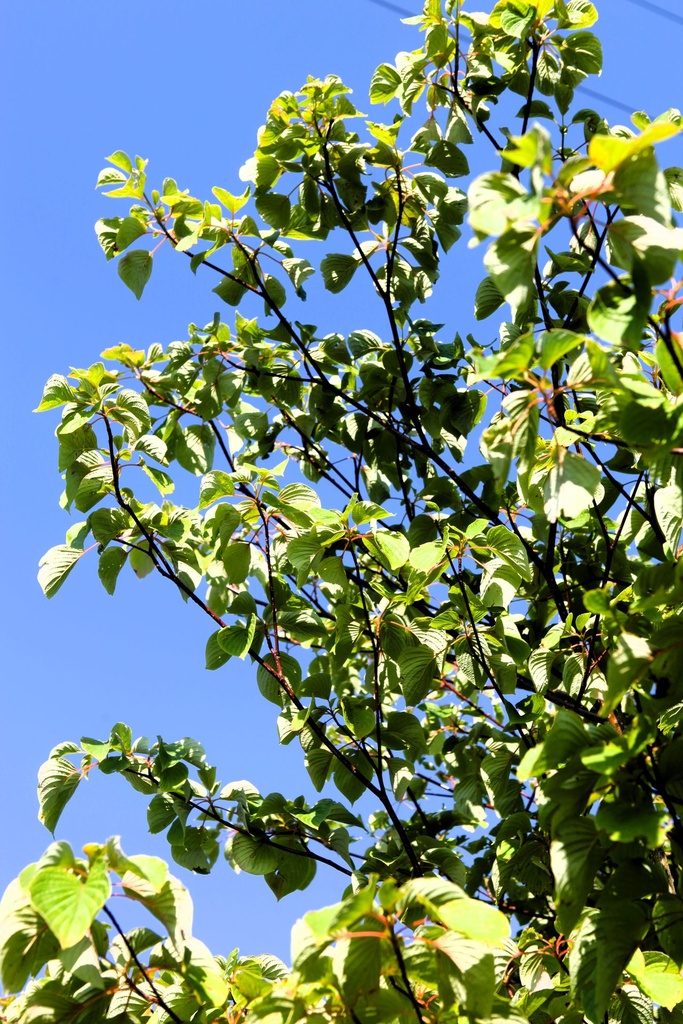 [P] Cornus controversa cont. 130L 300-350 cm