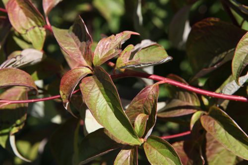 [P] Cornus controversa cont. 130L 300-350 cm