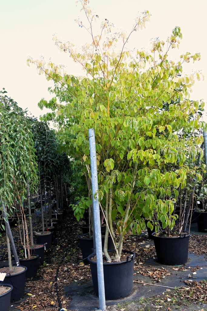 [P] Cornus controversa poj. 130L 300-350 cm
