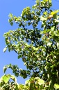 Cornus controversa Kont. 130L 300-350 cm
