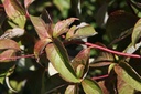 Cornus controversa cont. 130L 300-350 cm